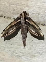 Xylophanes crenulata