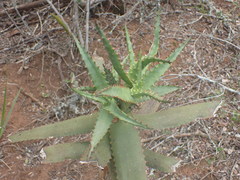 Aloe africana
