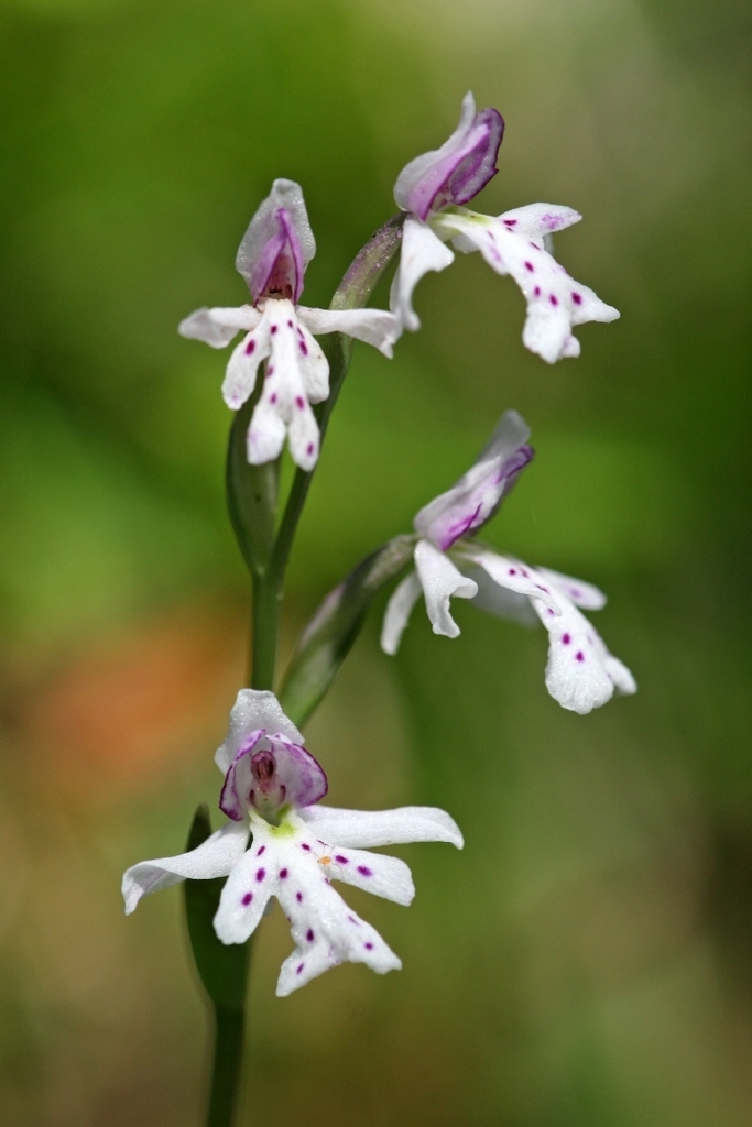 Galearis rotundifolia