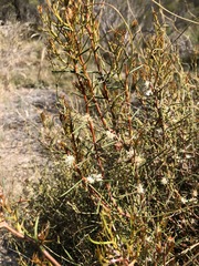 Hakea mitchellii