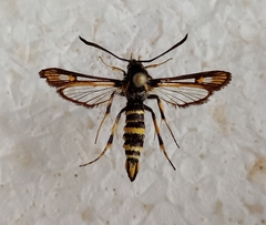 Bembecia uroceriformis