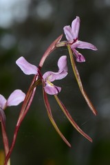 Diuris daltonii