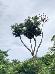 Cussonia sphaerocephala