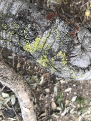Candelaria concolor image