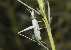 Oecanthus beameri