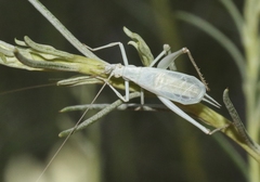 Oecanthus beameri