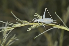 Oecanthus beameri