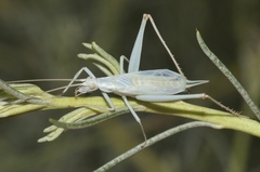 Oecanthus beameri