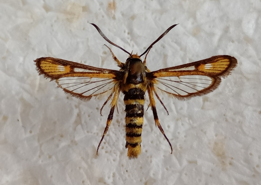 Bembecia uroceriformis
