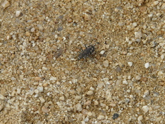 Cicindela senilis