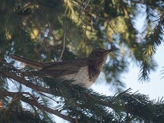 Turdus atrogularis