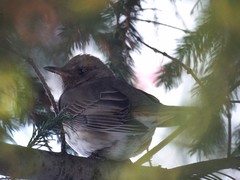 Turdus atrogularis