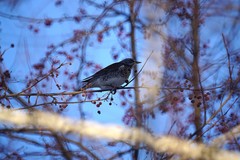 Turdus pilaris