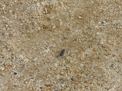 Cicindela senilis