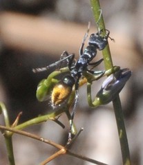 Myrmecia mandibularis