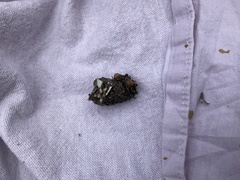 Tachyglossus aculeatus