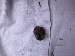 Tachyglossus aculeatus