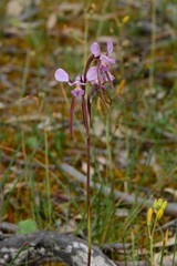 Diuris daltonii