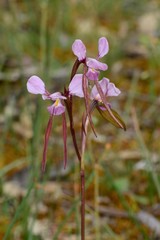 Diuris daltonii