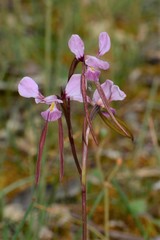 Diuris daltonii