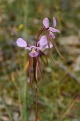 Diuris daltonii