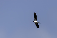 Hirundo leucosoma
