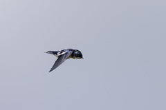 Hirundo leucosoma