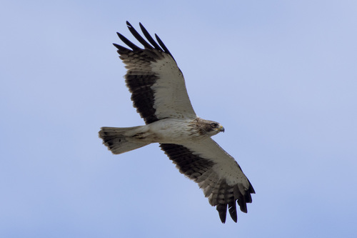Booted Eagle