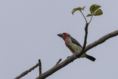 Lybius vieilloti
