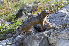 Urocitellus undulatus