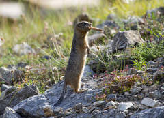Urocitellus undulatus