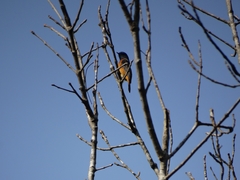 Phoenicurus frontalis