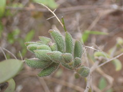 Crassula mesembryanthoides