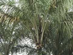 Astrocaryum aculeatum