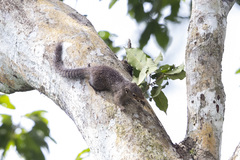 Heliosciurus punctatus
