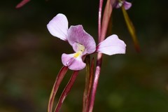 Diuris daltonii