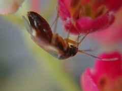 Ausejanus albisignatus