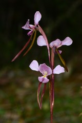 Diuris daltonii