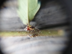 Ausejanus albisignatus