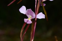 Diuris daltonii