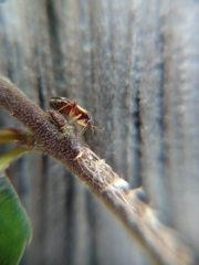 Ausejanus albisignatus