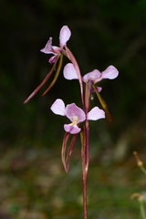 Diuris daltonii