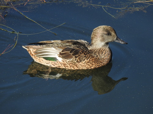 Falcated Duck