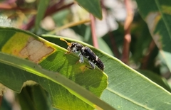 Scrobiger splendidus