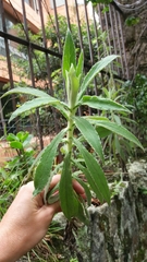 Pseudognaphalium elegans