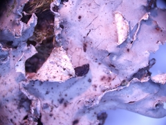Peltigera neckeri