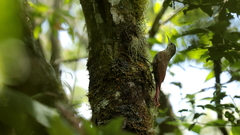 Lepidocolaptes affinis