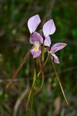 Diuris daltonii