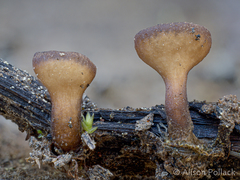 Sclerotinia veratri