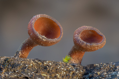 Sclerotinia veratri